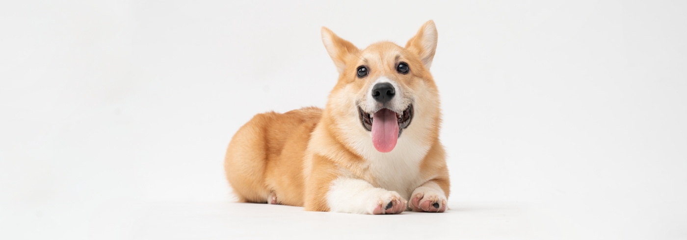 Dog Lifespan: How Long Do Dogs Live?
