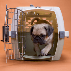 Preparing To Fly With Your Dog