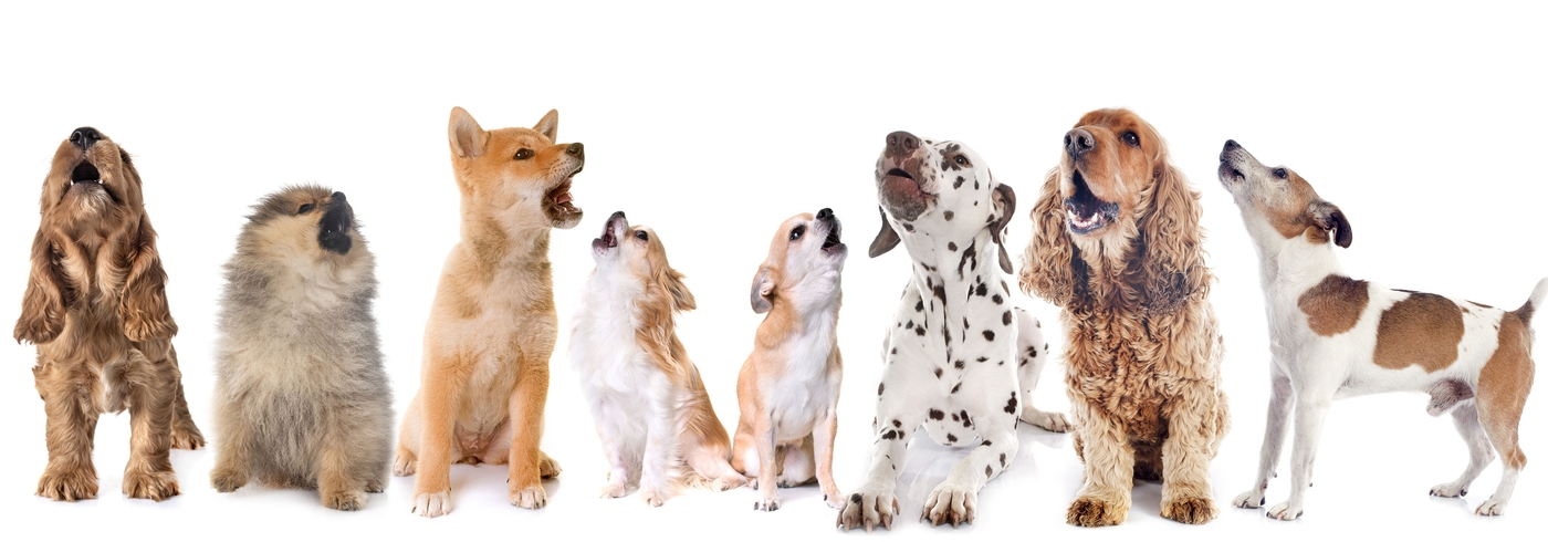 Dog Howling: Why Do Dogs Howl and What To Do About It If It’s Excessive?
