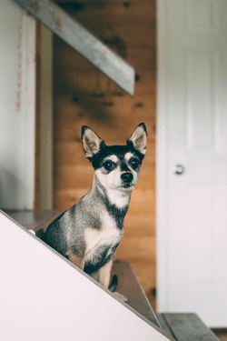Getting to know Finn's online consultation