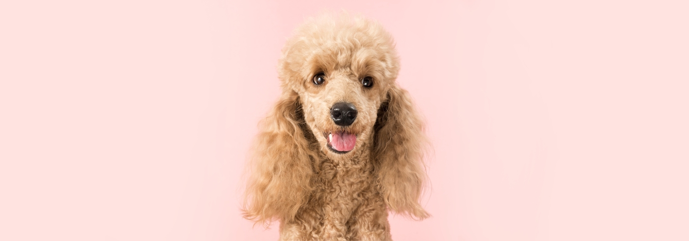 Dog Fur: The Ultimate Guide on Dog Coats and Hair (2022)