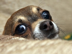 Why Does My Dog Stare At Me?
