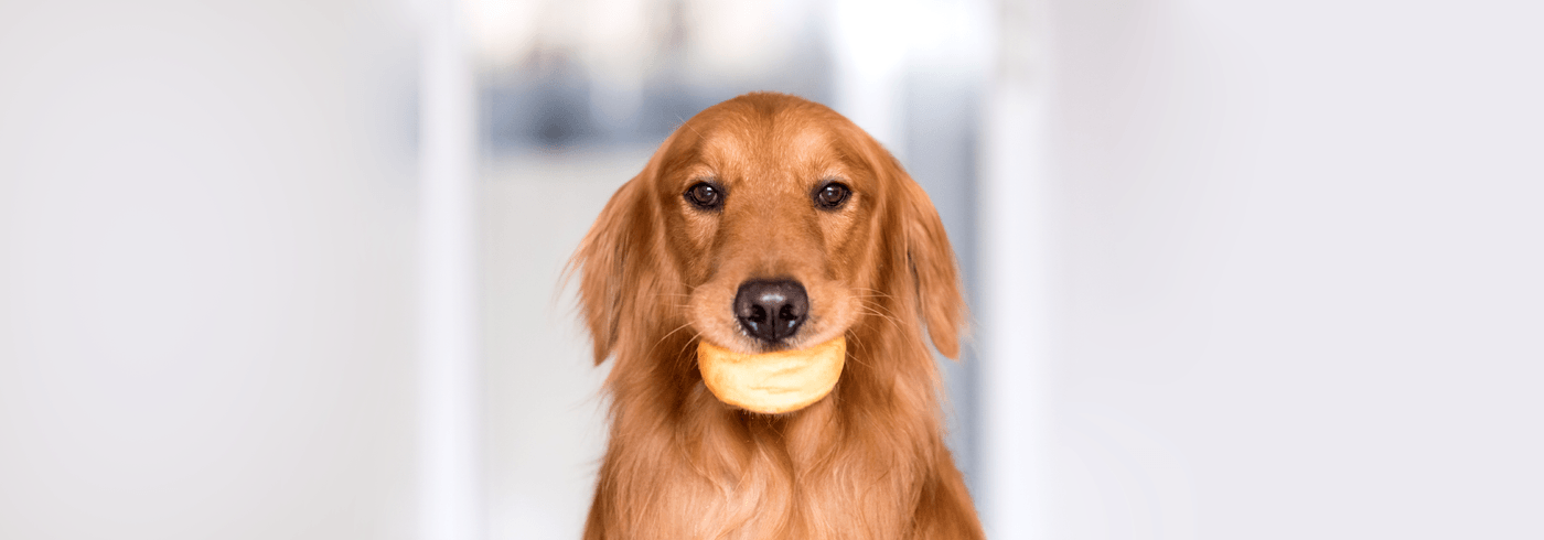 Can Dogs Eat Bread?