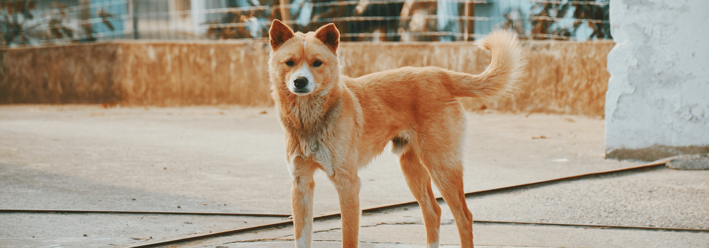 Image of dog standing and wagging tail