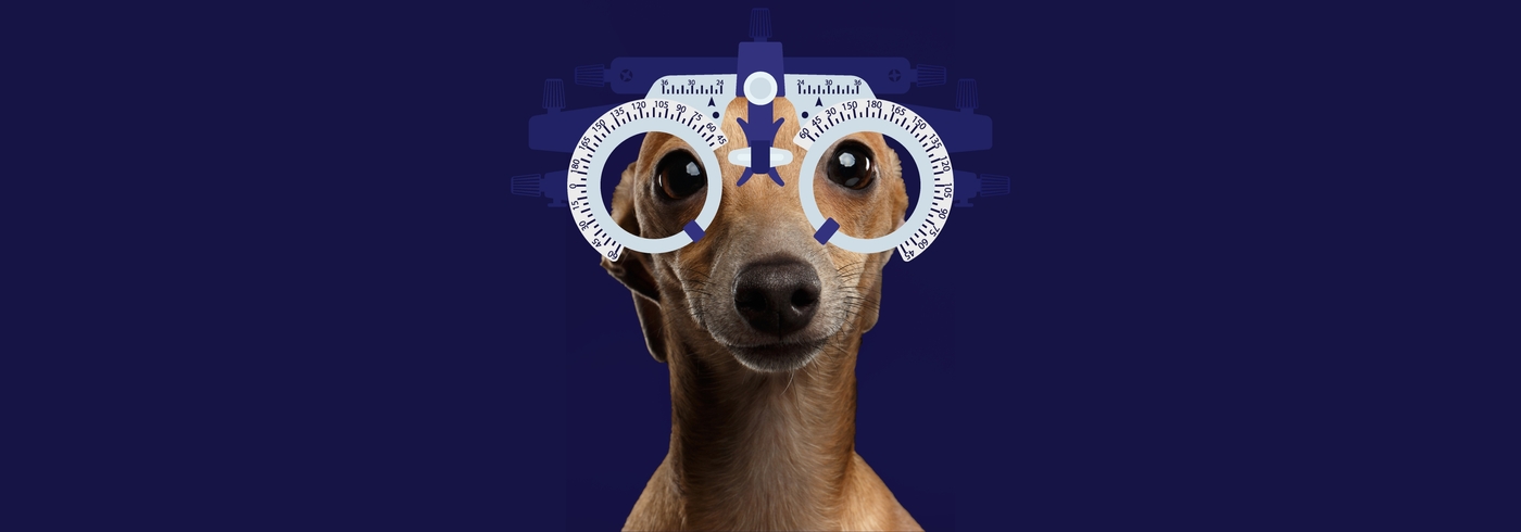 Dog Vision: Vision Through the Eyes of Dogs (2022)