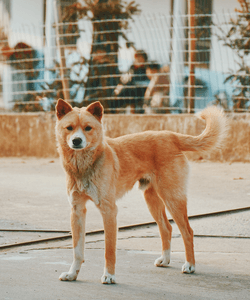 What do your dog's tail movements really mean? 