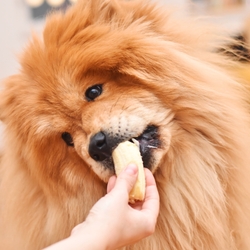 Can Dogs Eat Bananas?