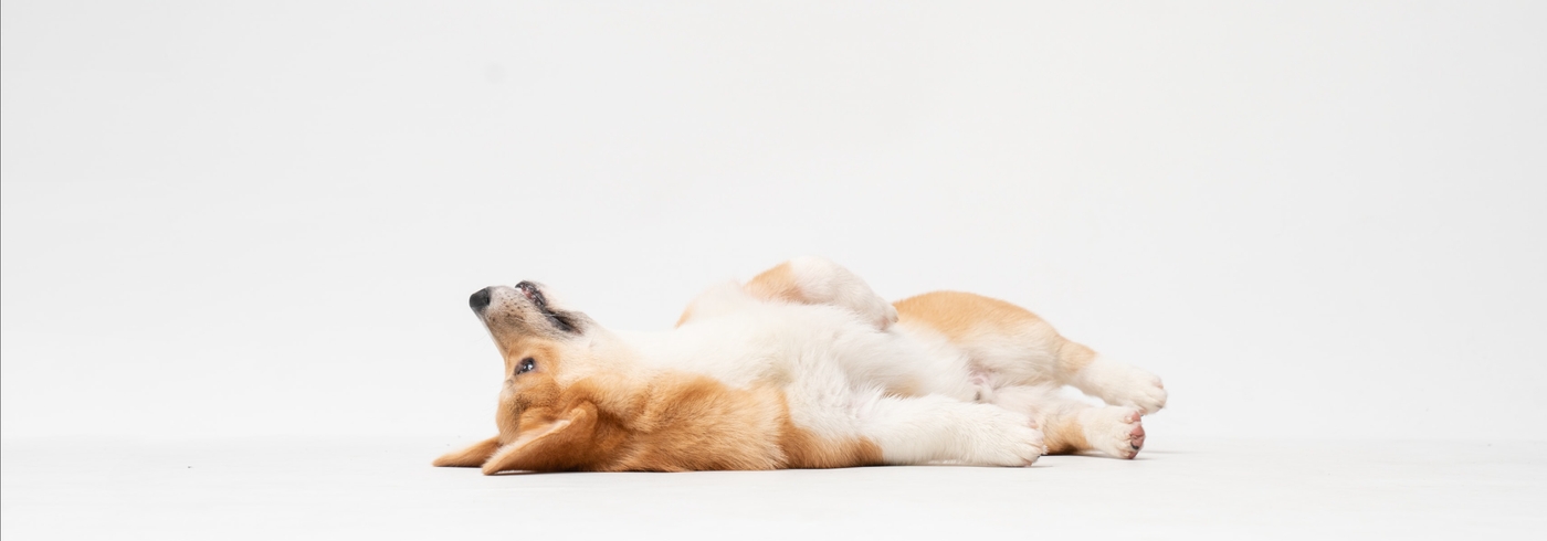 Why Is My Dog Whining?