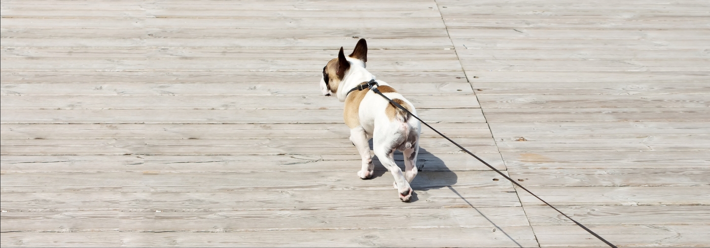 How Often Should I Walk My Dog