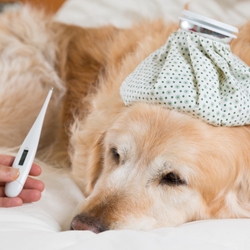 An In-Depth Guide on Ideal Temperature for Dogs