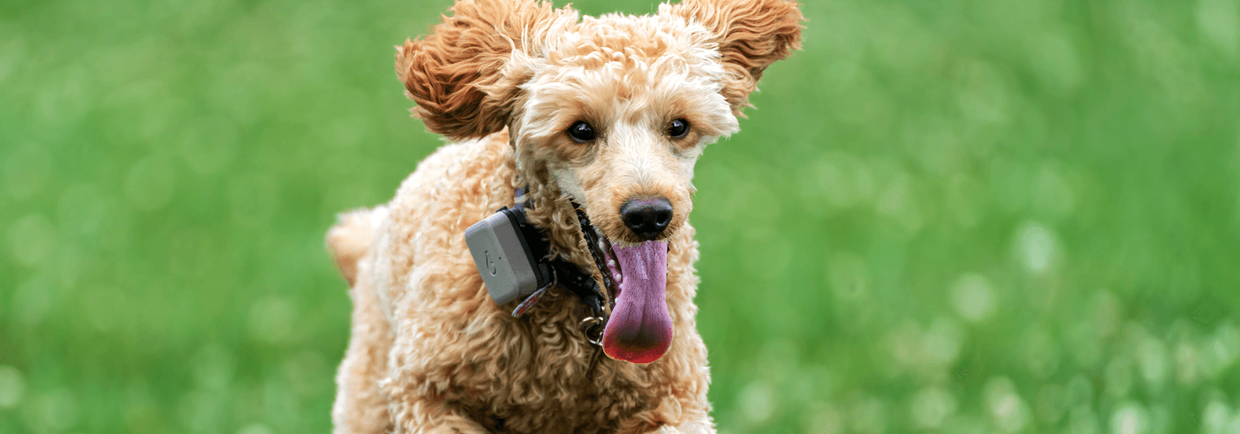 Doodle dog running in the grass outside with electric fence collar on