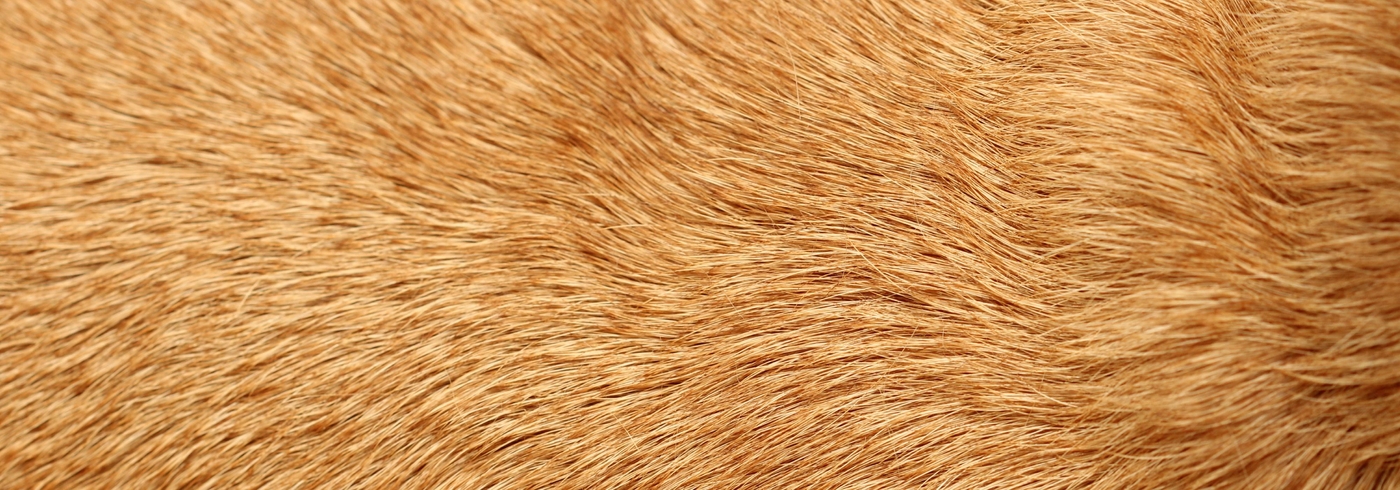 The Best Dog Allergy Supplement For Dogs With Itchy Skin