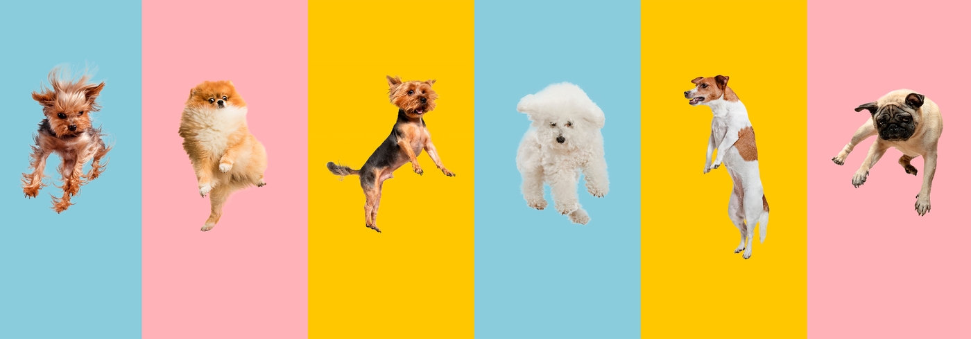 The Ultimate Dog Anatomy Guide 2022