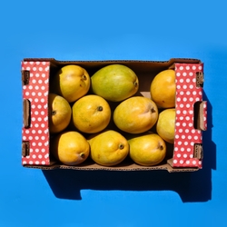 Can Dogs Eat Mango?