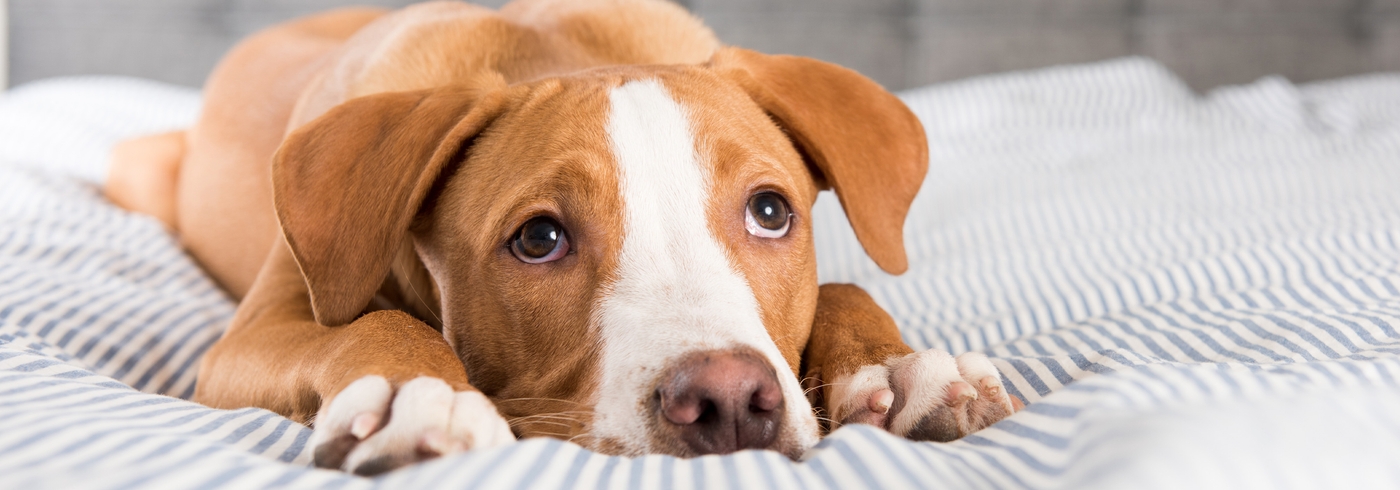 Pancreatitis in Dogs