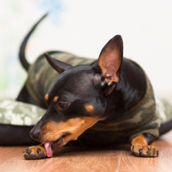 Why Do Dogs Lick Their Paws?