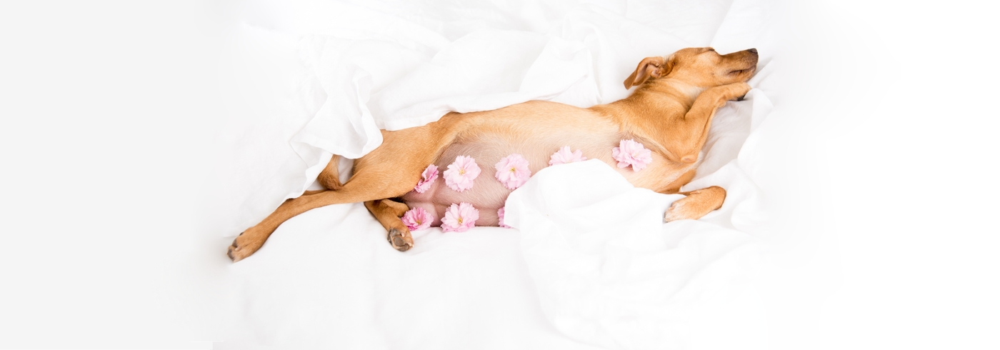 How To Tell If Your Dog Is Pregnant?