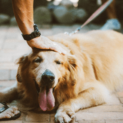 10 Dog Breeds That Love To Smile