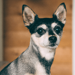 Smallest Dog in the World: Top 8 Smallest Dog Breeds