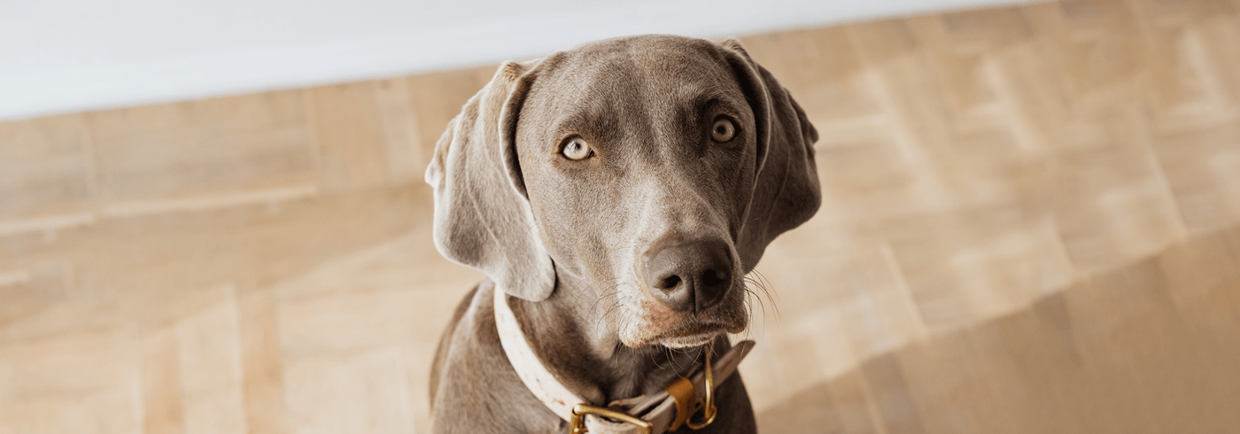 Dog looking up at owner while sitting on wood floor