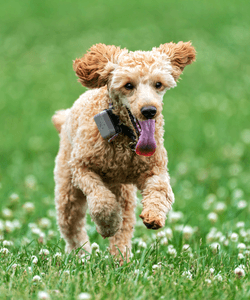How to train your dog on an invisible fence