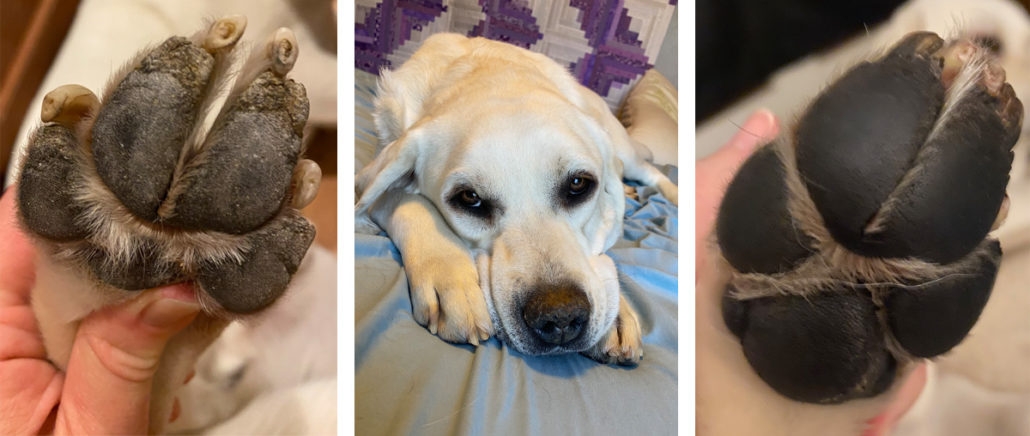 Your Guide on How To Treat Dog Hyperkeratosis