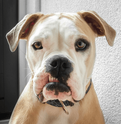 My dog's eyes are running — should I be concerned?