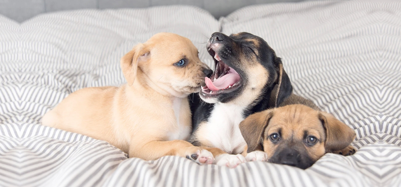 New Puppy Checklist 2022: Everything You Need for Your New Puppy