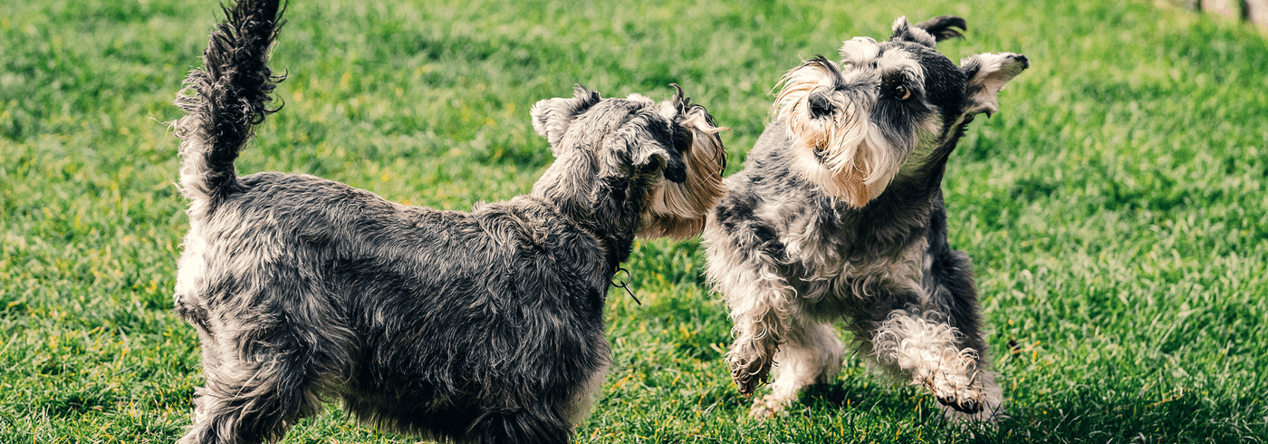 Two dogs running around outside and playing together