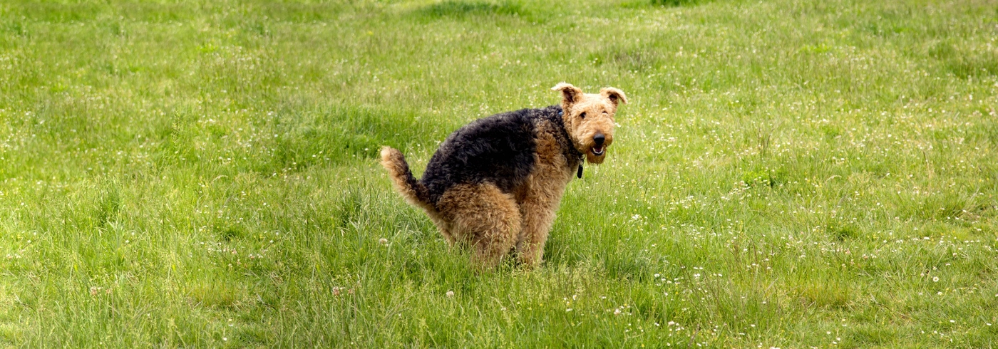 Dog Poop: Constipation, Bloating & Digestion Issues