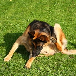 What Can I Give My Dog For Allergies: 4 Things To Try