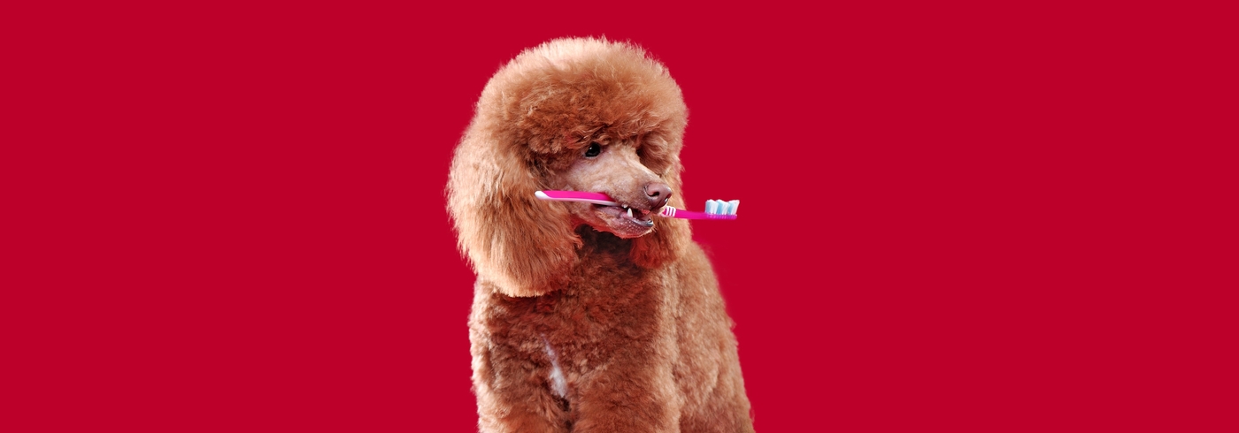 How Often Dogs Need Teeth Cleaned