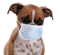 Dog Coughing: Causes, Diagnosis, and Treatment