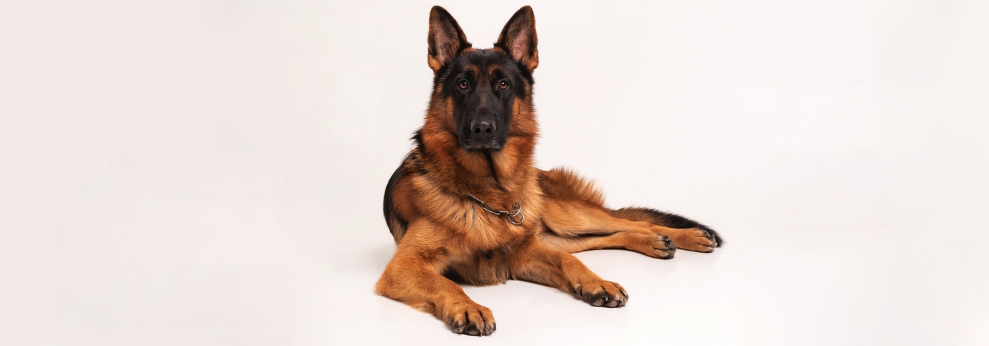 Hip Dysplasia in Dogs: Diagnosis, Causes, & Treatments