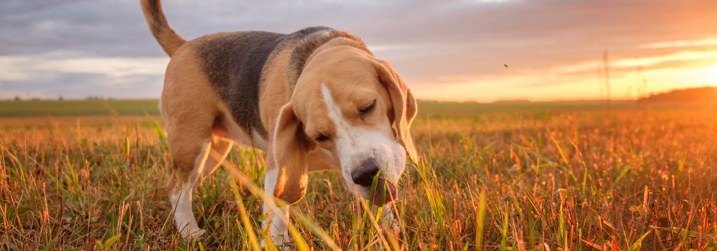 Why Do Dogs Eat Grass?