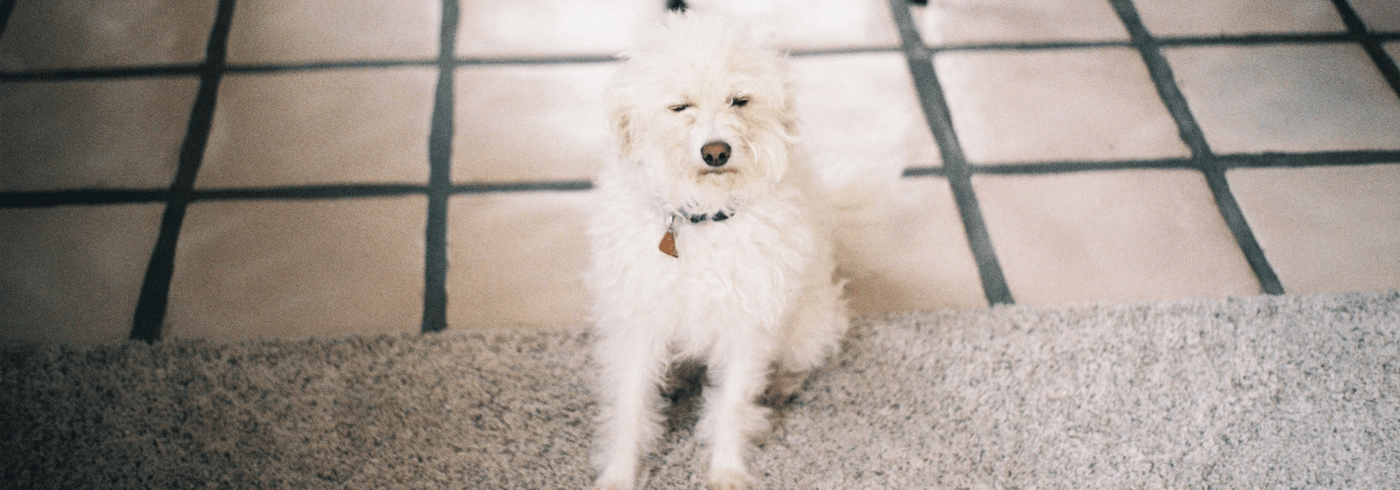 Dog scooting on the carpet