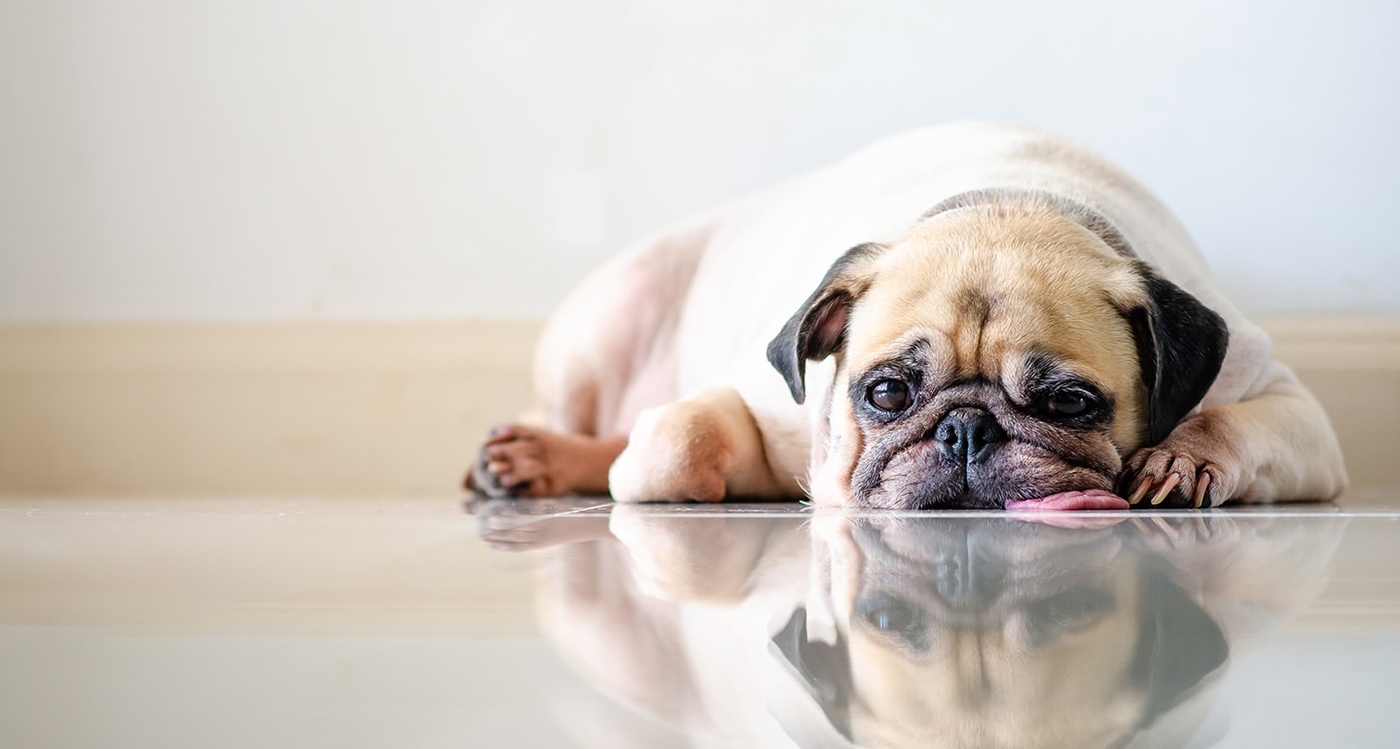 Dog Throwing Up: Causes, Diagnosis, & Treatments