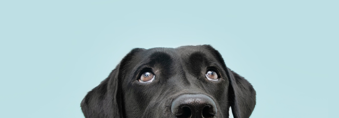 Dog Body Language: Understanding Your Dog
