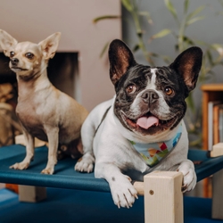 Dog Lifespan: How Long Do Dogs Live?