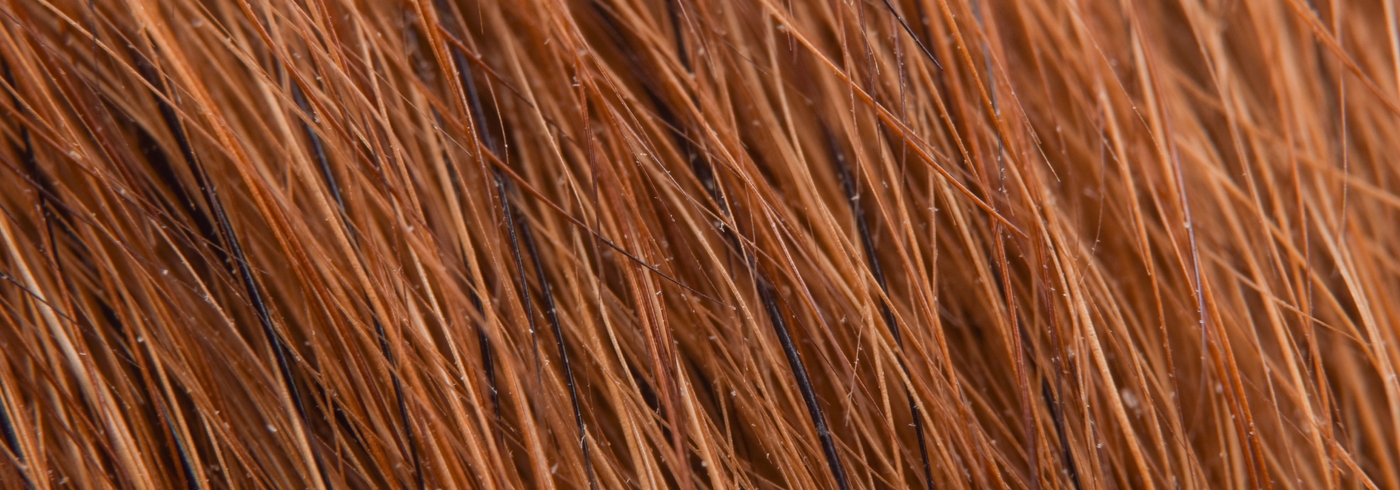 Dog Dandruff: Causes and Treatments