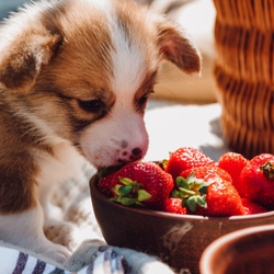 Can Dogs Eat Strawberries?