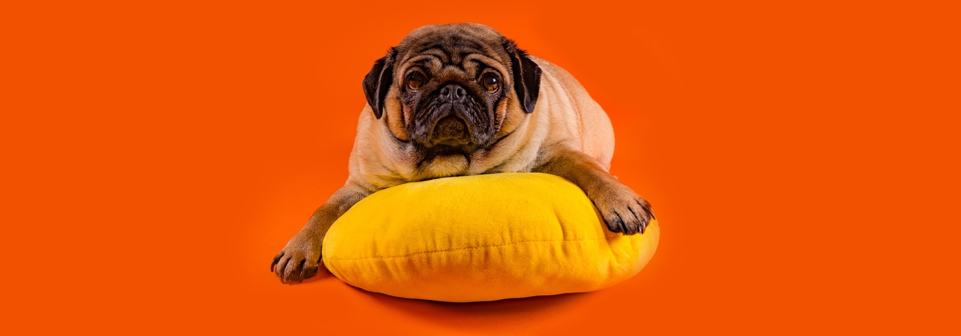 Bloat in Dogs: Causes, Diagnosis & Treatments