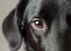Dog Vision: Vision Through the Eyes of Dogs (2022) 