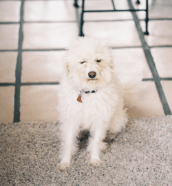 Why is my dog scooting their tush across the floor?