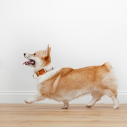Why Does My Dog Follow Me Everywhere?