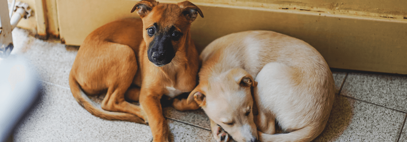 Two dogs curled up and sitting next to each other