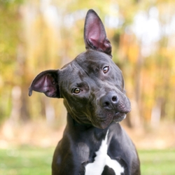 Dog Body Language: Understanding Your Dog 