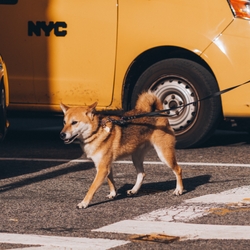 How Often Should I Walk My Dog?