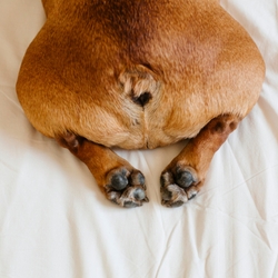 Worms In Dogs: Causes, Diagnosis & Treatments