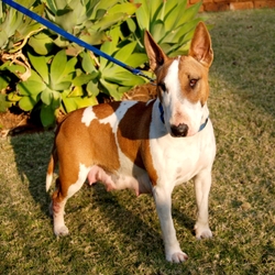 How To Tell If Your Dog Is Pregnant?
